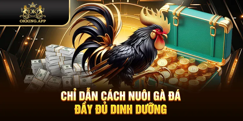 Chỉ dẫn cách nuôi gà đá đầy đủ dinh dưỡng