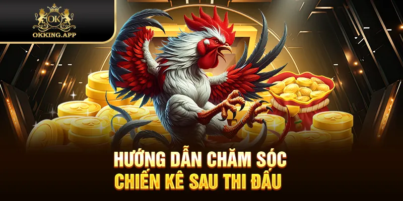 Hướng dẫn chăm sóc chiến kê sau thi đấu 