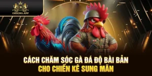 cách chăm sóc gà đá độ