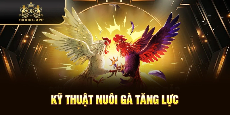 Hướng dẫn cách chăm sóc gà đá độ theo kỹ thuật